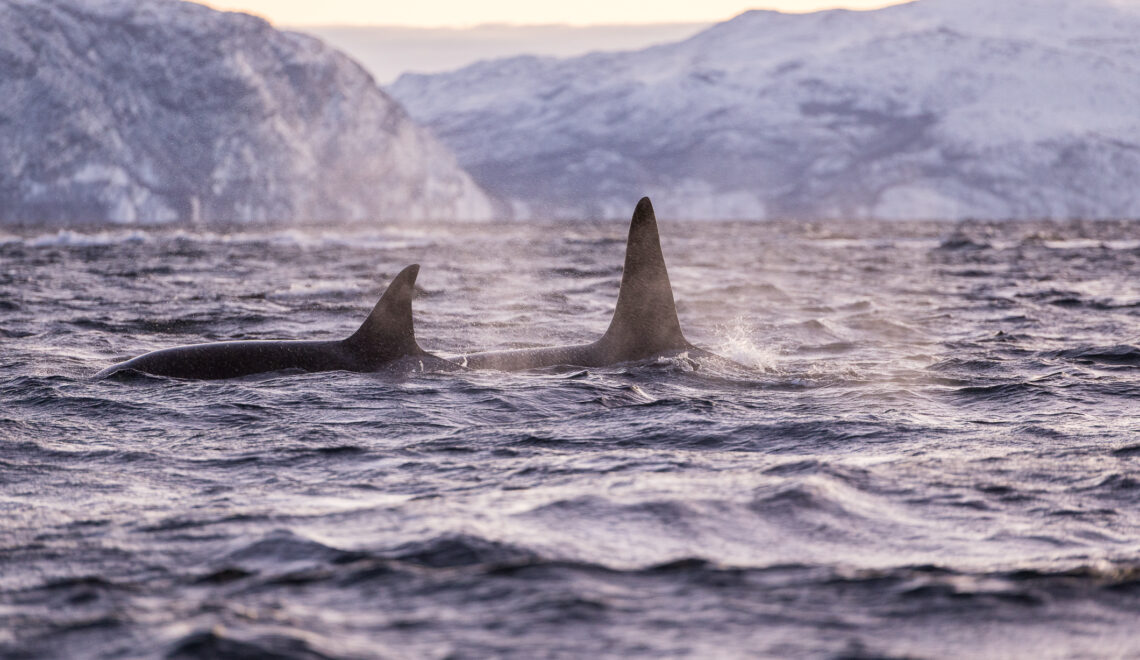 Bei dieser arktischen Orca Expedition treffen wir auf Orcas.